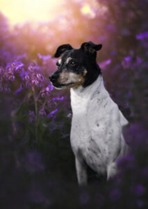 Galería Lila 213x300